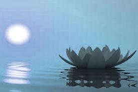 Blue Lotus